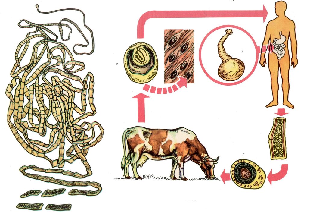 En el caso de un helminto muy común, la tenia bovina, el huésped intermedio es una vaca y el huésped definitivo es un ser humano. 