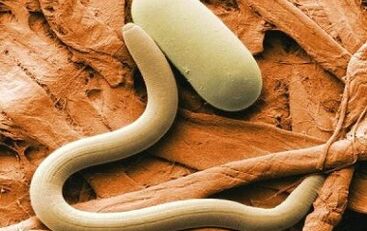 Tipos de parásitos de contacto en el cuerpo humano.