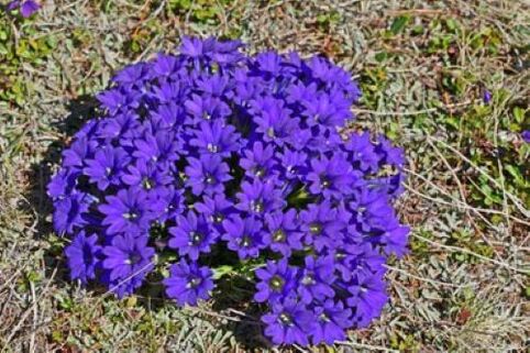 Fiebre raíz de parásitos en el cuerpo.