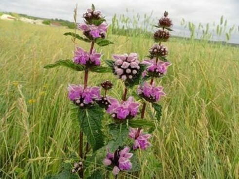 Planta de mineral de hierro de parásitos en el cuerpo.