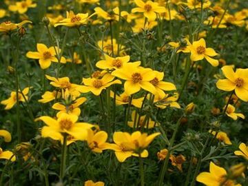 una serie de parásitos en el cuerpo